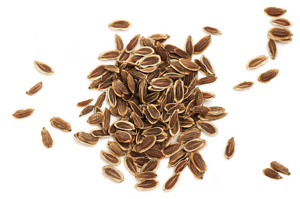 Organic  Dill Seeds